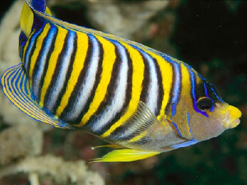 Những sinh vật biển nhiều màu sắc - 5