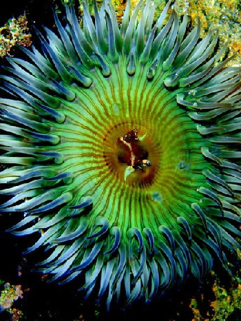 Những sinh vật biển nhiều màu sắc - 7