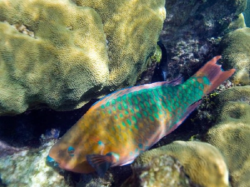 Những sinh vật biển nhiều màu sắc - 8