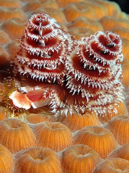 Những sinh vật biển nhiều màu sắc - 9