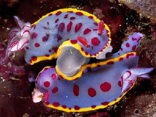 Những sinh vật biển nhiều màu sắc - 10