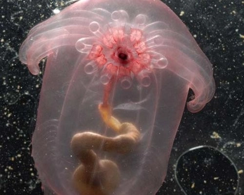 Những sinh vật kỳ lạ dưới đáy biển sâu - 4