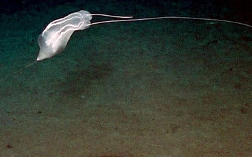 Những sinh vật kỳ lạ dưới đáy biển sâu - 7