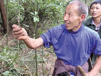 Nông dân trung quôc pha rưng tim đông trung ha thao - 1