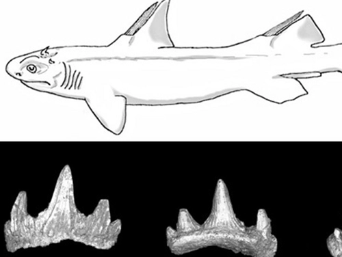 Phát hiện loài cá mập tiền sử mới ở mỹ - 1