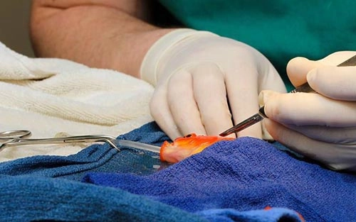 Phẫu thuật khối u cho cá vàng - 1