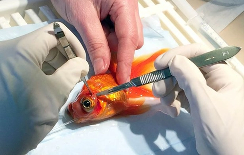 Phẫu thuật loại bỏ khối u cho cá vàng - 1
