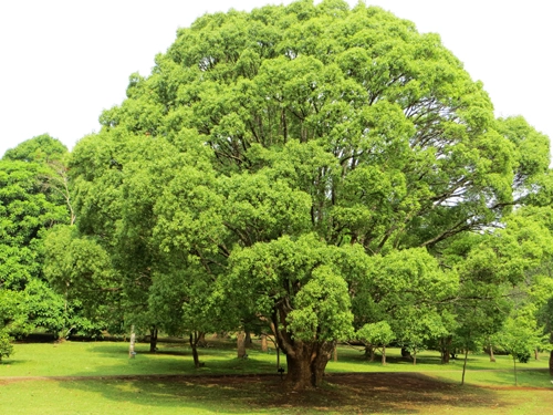 Pyin oo lwin có một đà lạt trong lòng myanmar - 1