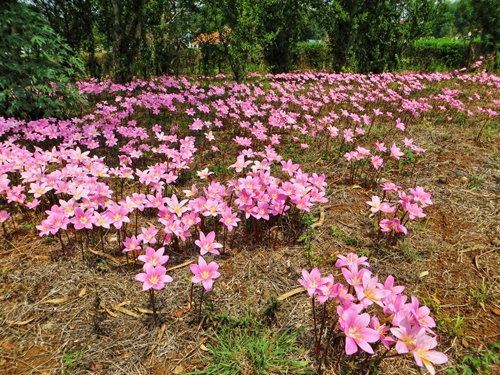 Pyin oo lwin có một đà lạt trong lòng myanmar - 4