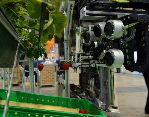 Robot giúp nông dân hái dâu - 1
