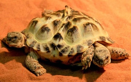 Rùa có hai đầu và sáu chân - 1