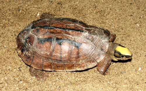 Rùa hoàn kiếm trong nhóm tuyệt chủng cao nhất - 6