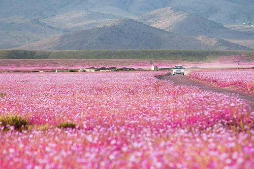 Sa mạc khô cằn sống dậy phủ đầy hoa hồng - 2