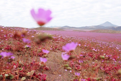 Sa mạc khô cằn sống dậy phủ đầy hoa hồng - 3