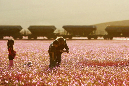 Sa mạc khô cằn sống dậy phủ đầy hoa hồng - 5