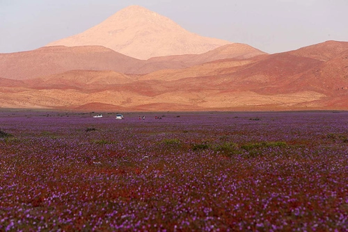 Sa mạc khô cằn sống dậy phủ đầy hoa hồng - 7