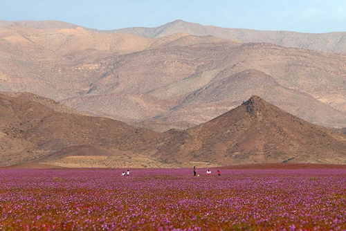 Sa mạc khô cằn sống dậy phủ đầy hoa hồng - 8