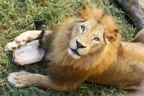 Sở thú london mở dịch vụ ngủ với sư tử - 1