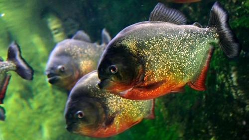 Sự thật về loài cá bị đồn thích chui vào bộ phận sinh dục người - 3