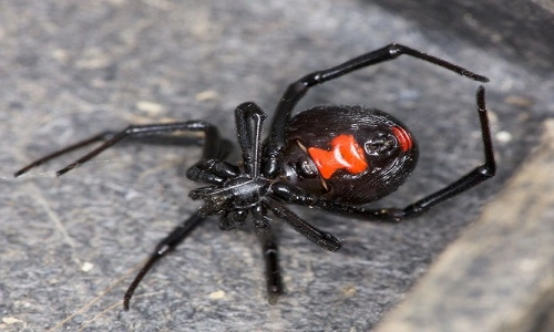 Sự thực về vết cắn của nhện góa phụ đen - 2