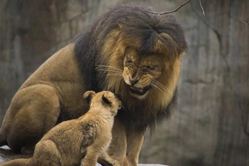 Sư tử đực lần đầu gặp con - 1