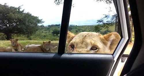 Sư tử dùng răng mở cửa ôtô của du khách - 1