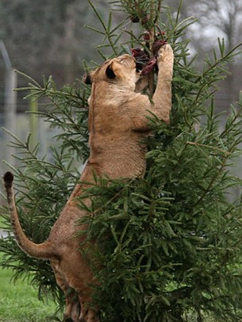 Sư tử giành mồi trên cây thông noel - 4