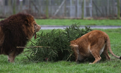 Sư tử giành mồi trên cây thông noel - 6