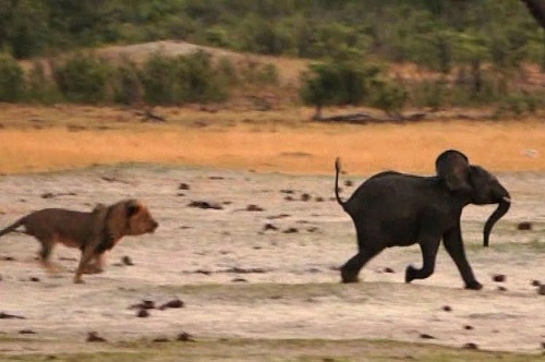 Sư tử rượt đuổi voi - 1
