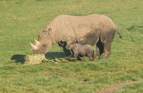 Tê giác đen hiếm lần đầu chào đời trong vườn thú anh - 1