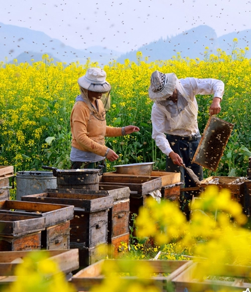 Tháng ba đến la bình ngắm bạt ngàn hoa cải - 3