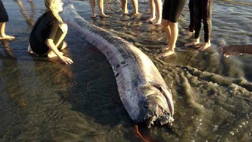 Thêm rắn biển trôi dạt vào bờ biển mỹ - 1