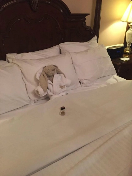 Thỏ bông đi lạc được khách sạn đối đãi như khách vip - 8