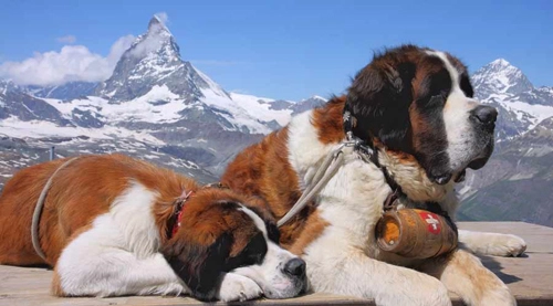 Thụy sĩ cấm chụp ảnh tự sướng cùng chó - 1