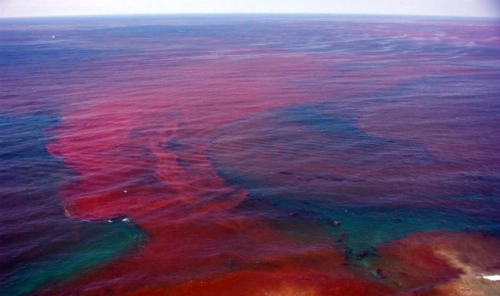 Thủy triều đỏ cơn ác mộng của mùa du lịch biển - 2