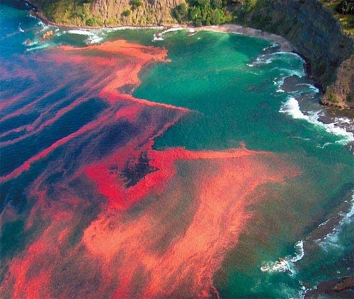 Thủy triều đỏ cơn ác mộng của mùa du lịch biển - 3