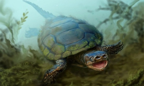 Tìm thấy hóa thạch rùa mũi lợn 76 triệu năm - 1