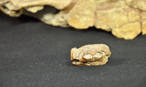 Tìm thấy hóa thạch rùa mũi lợn 76 triệu năm - 2
