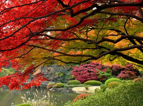 Tokyo lộng lẫy mùa lá vàng - 1