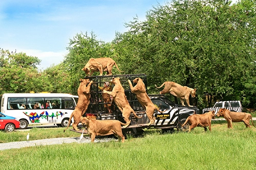 Tour du lịch thái lan dịp tết nguyên đán - 3