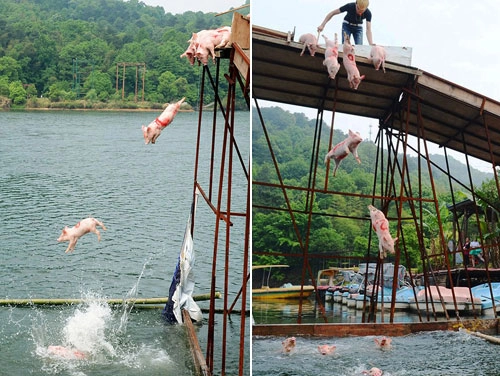 Trung quốc tổ chức thi bơi lợn - 1