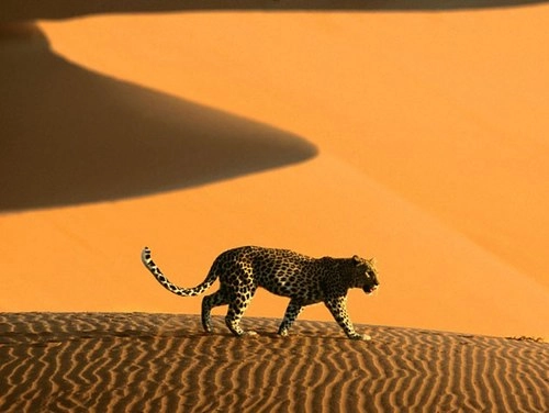Vẻ đẹp của sa mạc namib - 5