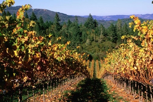 Vẻ đẹp yên bình của wine country california - 5
