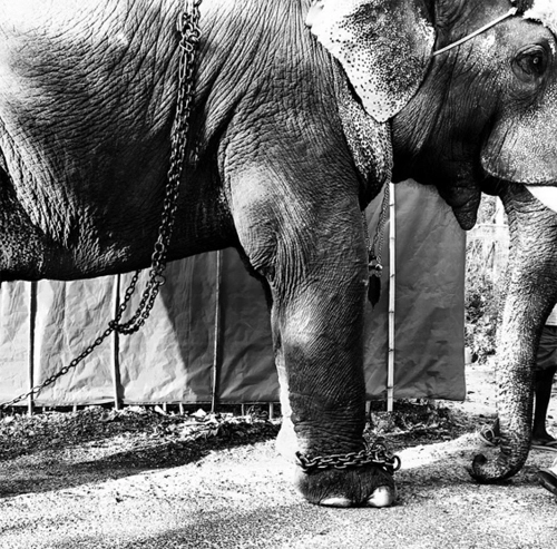 Việc lạm dụng voi trong du lịch ở việt nam lên báo mỹ - 2