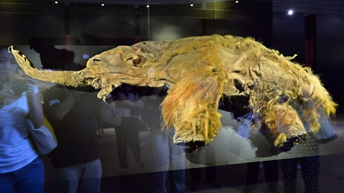 Voi ma mút 39000 tuổi được trưng bày ở đài loan - 1