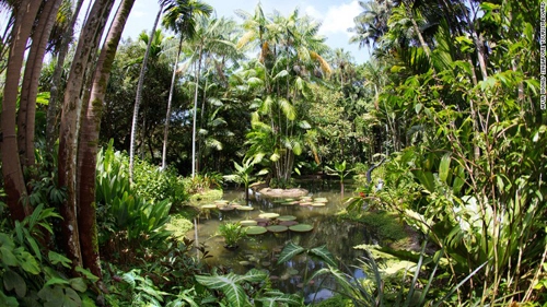 Vườn nhiệt đới duy nhất là di sản thế giới - 3