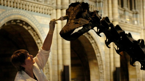 Xương khủng long thất thế tại bảo tàng anh - 2