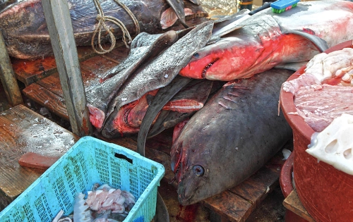 Ăn thịt cá mập trong chợ hải sản hàn quốc - 5