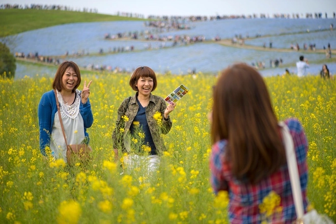 biển hoa ở công viên hitachi seaside nhật bản - 1
