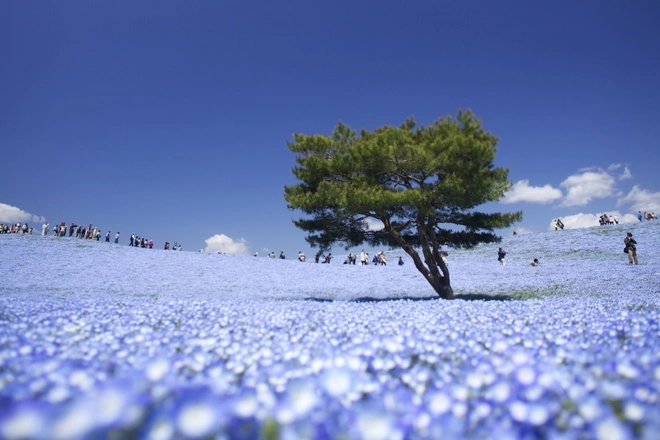 biển hoa ở công viên hitachi seaside nhật bản - 5
